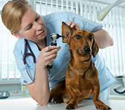 Veterinary -medicine 02