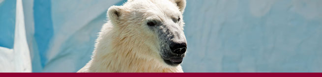 Animal Management Degree Courses - Top UK Universities | Apply To Uni