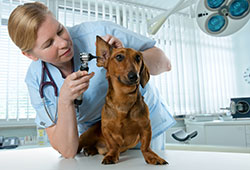 Veterinary -Medicine 02