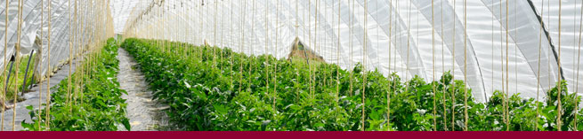 Horticulture Degree Courses From Top Uk Universities Apply To Uni Horticulture Degree Courses From Top Uk Universities Apply To Uni